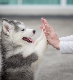 The National Dog Training Academy