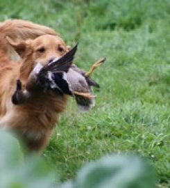 Ashmhorgold Retrievers