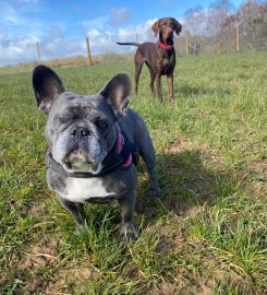 Pooch Dog Daycare