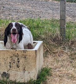 Shora Gundogs