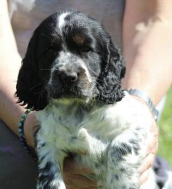 LOYALTY BOARDING KENNELS AND GROOMING