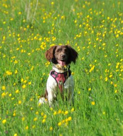 Progressive Dog Training