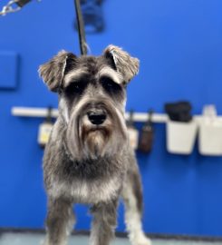 Lundzing Dog Grooming