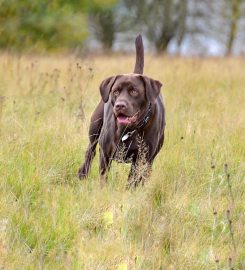 Muddy Walks Glasgow