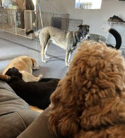 Meadow View Doggy Daycare