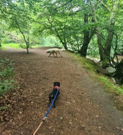 Cerberus: West Lothian Dog Training & Walking