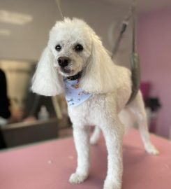 FurBox Dog Grooming Salon & Spa