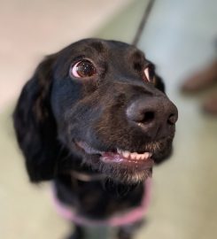 Banstead Village Veterinary Surgery