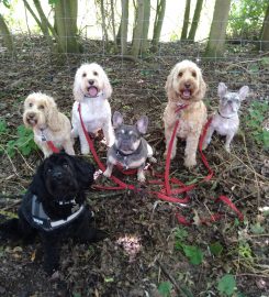 Paramount Dog Training UK