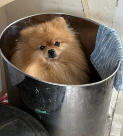 LOYALTY BOARDING KENNELS AND GROOMING