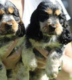 LOYALTY BOARDING KENNELS AND GROOMING