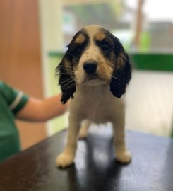 Banstead Village Veterinary Surgery