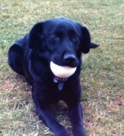 Sunnymead Kennels & Cattery