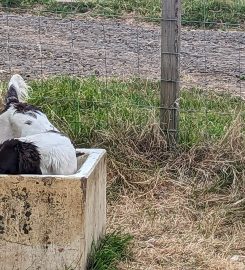 Shora Gundogs