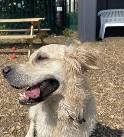 Dogs Aloud Doggy Daycare