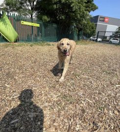 Dogs Aloud Doggy Daycare