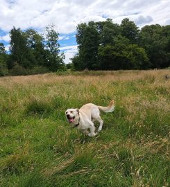 Leads Around the Loch