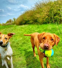 Heath's Personal Dog Training