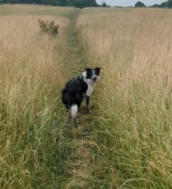 On the Beaten Track Canine Adventure Walks