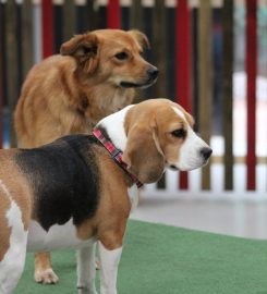 Cheshire School of Dogs