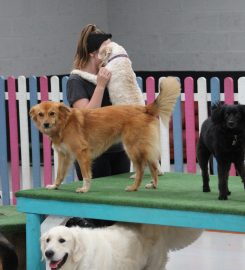 Cheshire School of Dogs