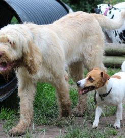 Cheshire School of Dogs