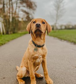 Maher and Hound Dog Training & Behaviour