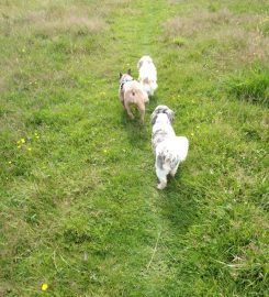 Raise The Woof – Professional Dog Walking