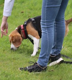 The National Dog Training Academy