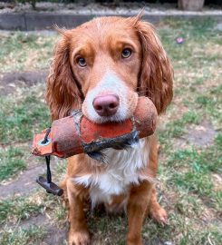 Maher and Hound Dog Training & Behaviour