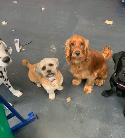 Auntie's Doggie Daycare, Grooming & Shop (Preston)