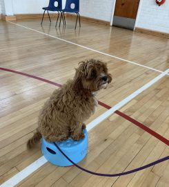 Play 'n' Learn Dog Training