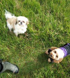 Raise The Woof – Professional Dog Walking