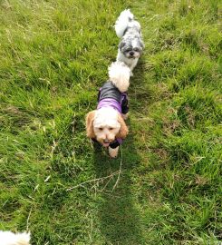 Raise The Woof – Professional Dog Walking