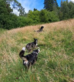 Leads Around the Loch