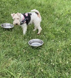 Rachael's Home Dog Boarding