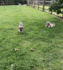 Rachael's Home Dog Boarding