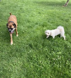 Rachael's Home Dog Boarding