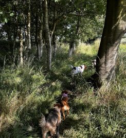 Walk On – Dog Walking and Pet Sitting