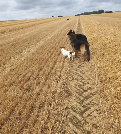 Close Bond Dog Training