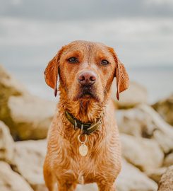 Maher and Hound Dog Training & Behaviour