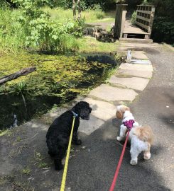 K-9 Crew dog walking