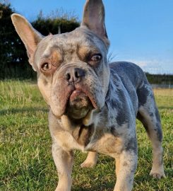 Roundhills Bespoke Boarding Kennels