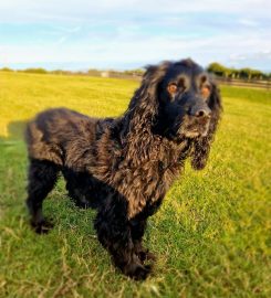 Roundhills Bespoke Boarding Kennels