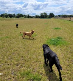 Kirsty's Pawfect Pet Boarding & Day Care Burscough