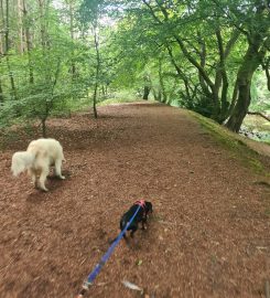 Cerberus: West Lothian Dog Training & Walking