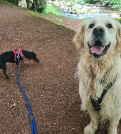 Cerberus: West Lothian Dog Training & Walking