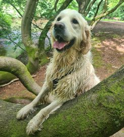 Cerberus: West Lothian Dog Training & Walking