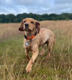 Bark Life UK