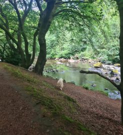 Cerberus: West Lothian Dog Training & Walking